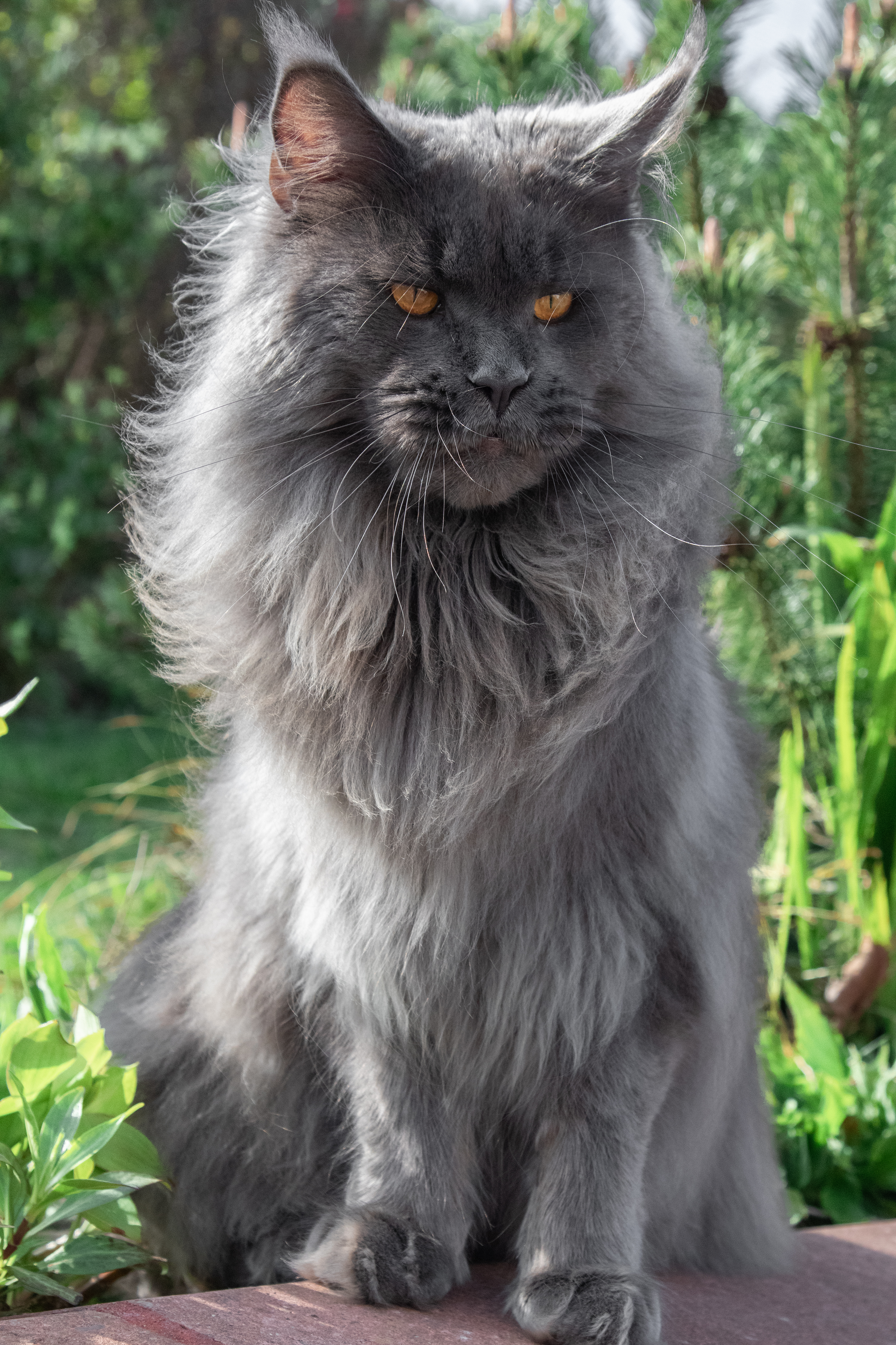 Blue Maine Coon