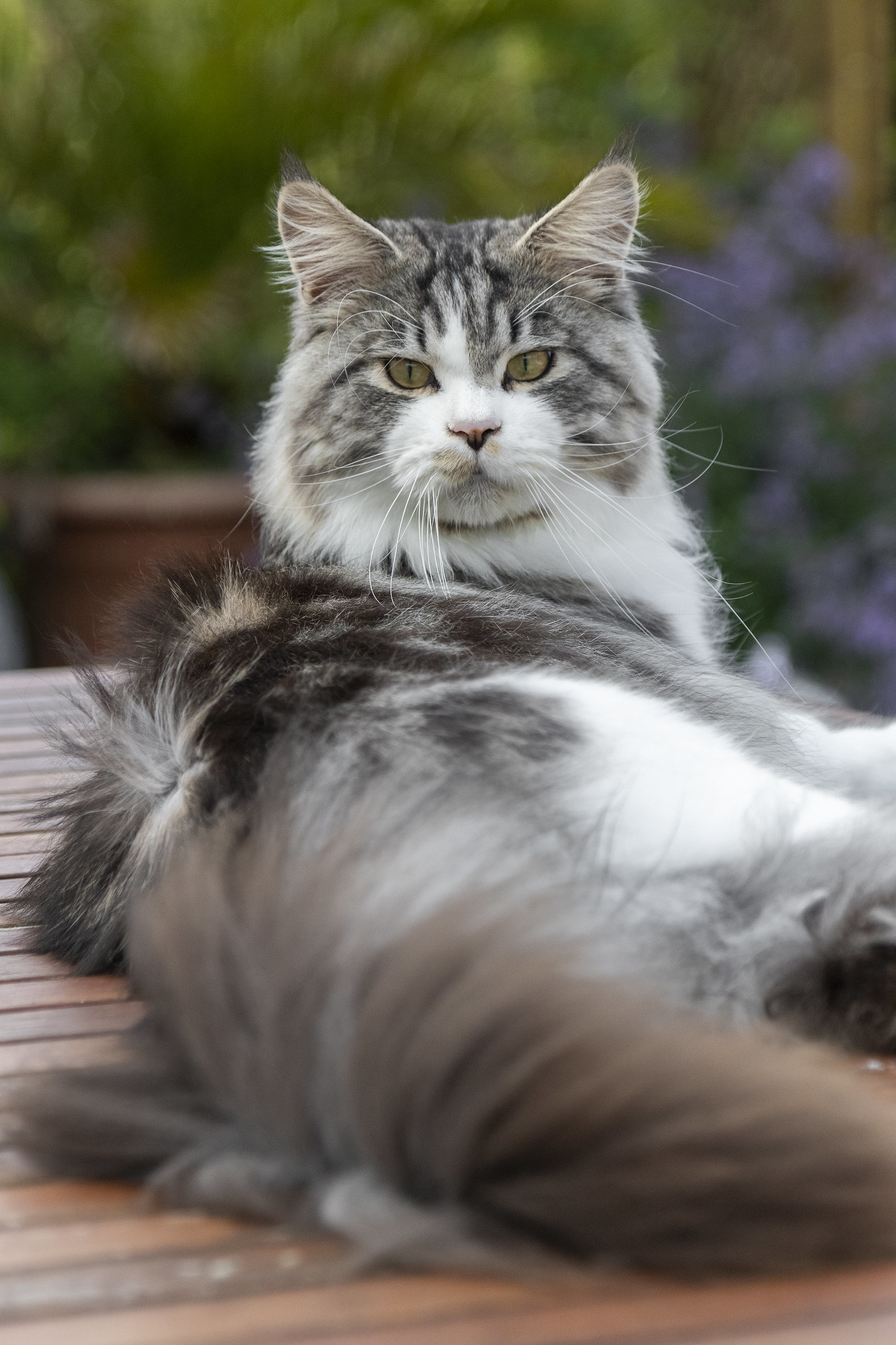 Black silver tabby Maine Coon