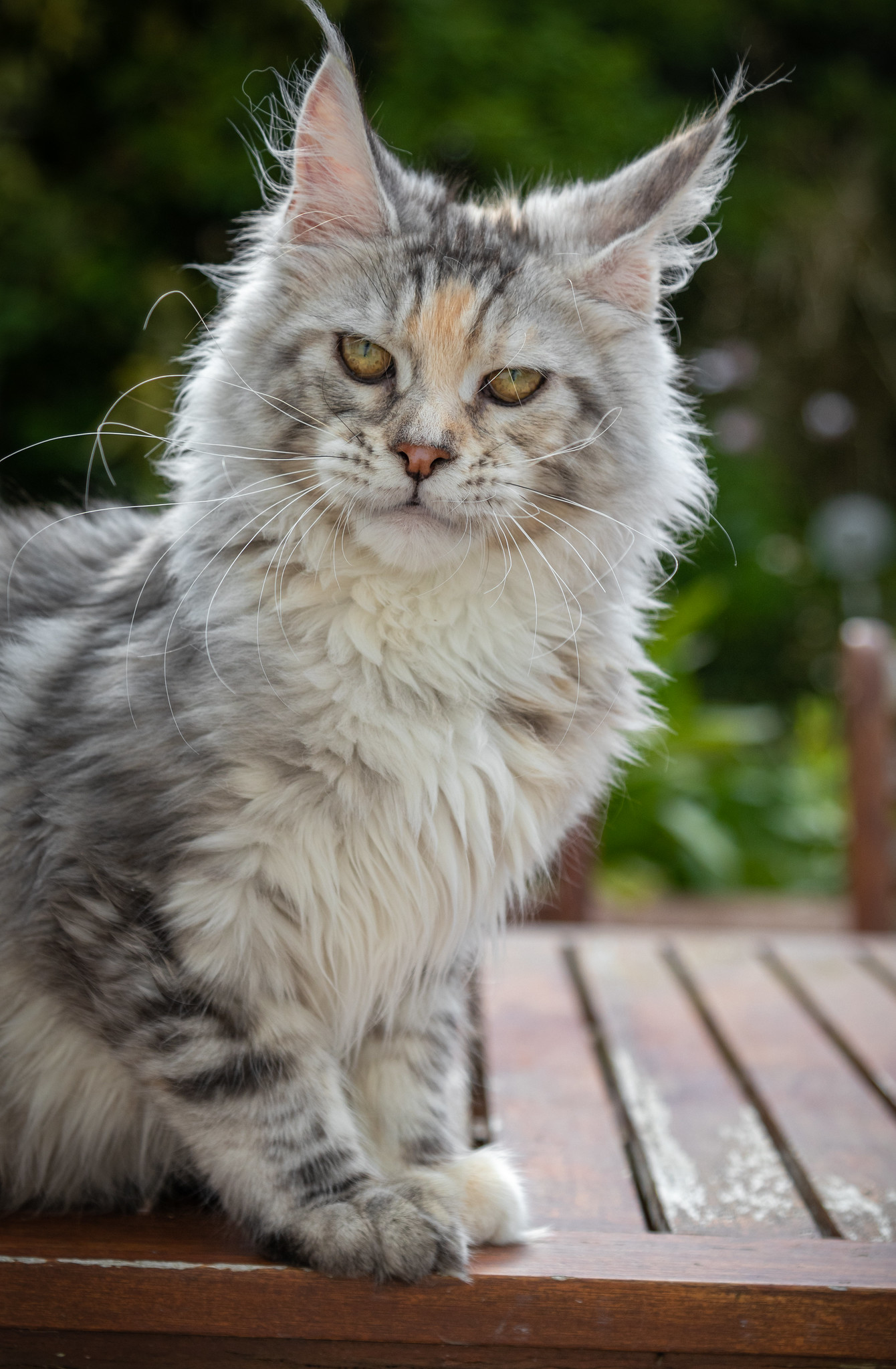 Black silver Maine Coon