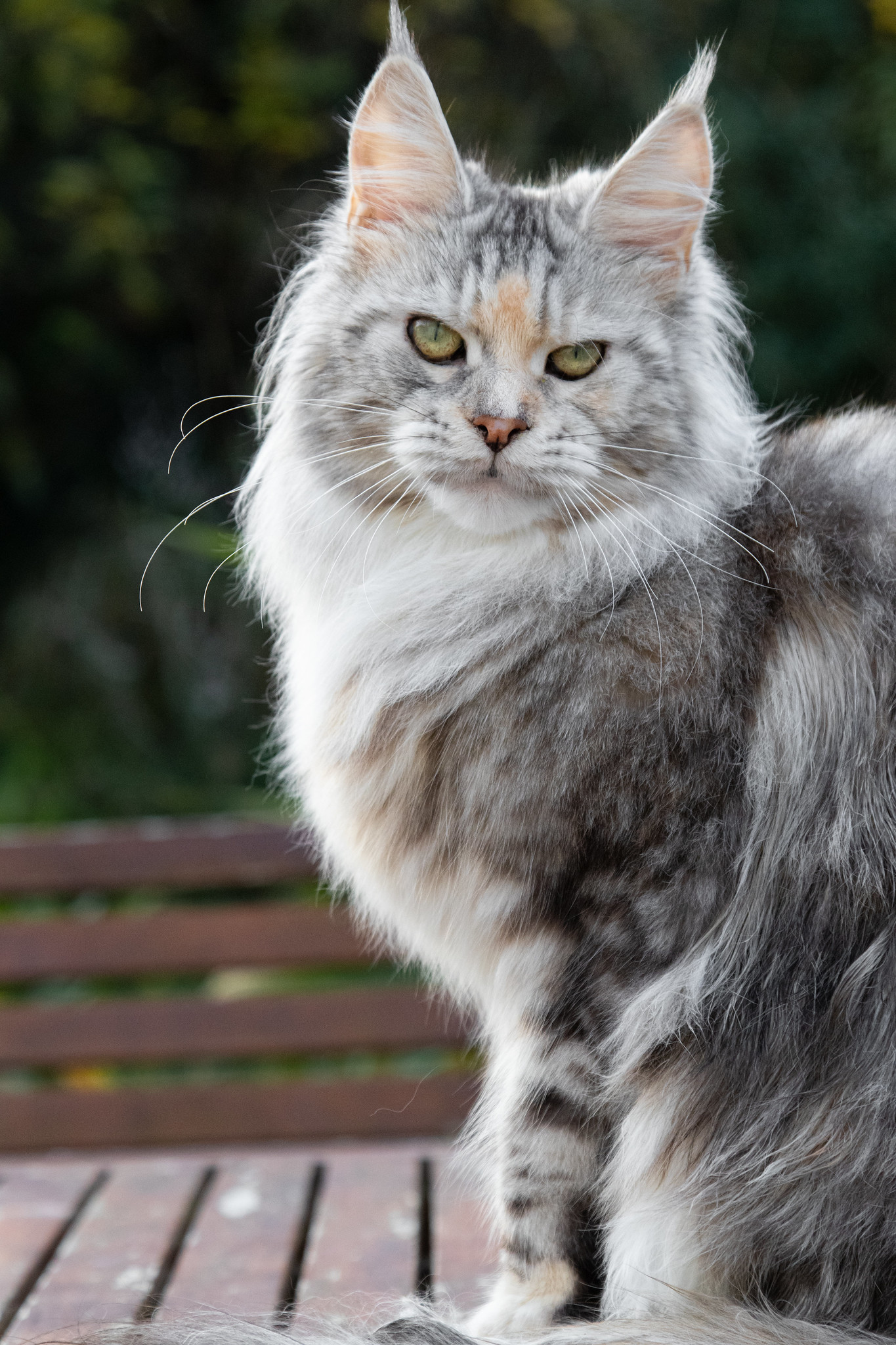 Black silver Maine Coon