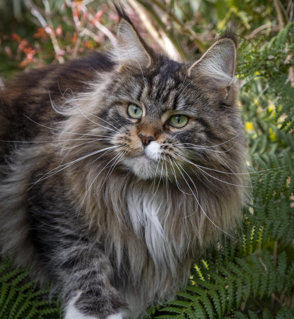 Brown Torbie Maine Coon