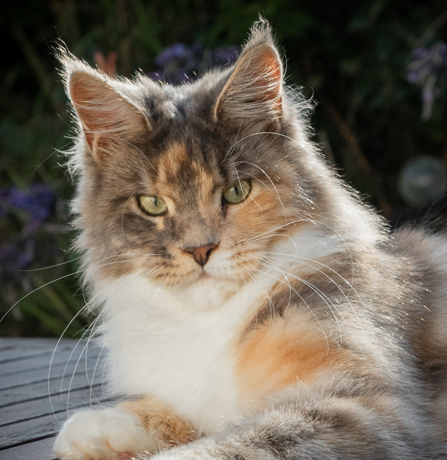 Maine Coon Torbie