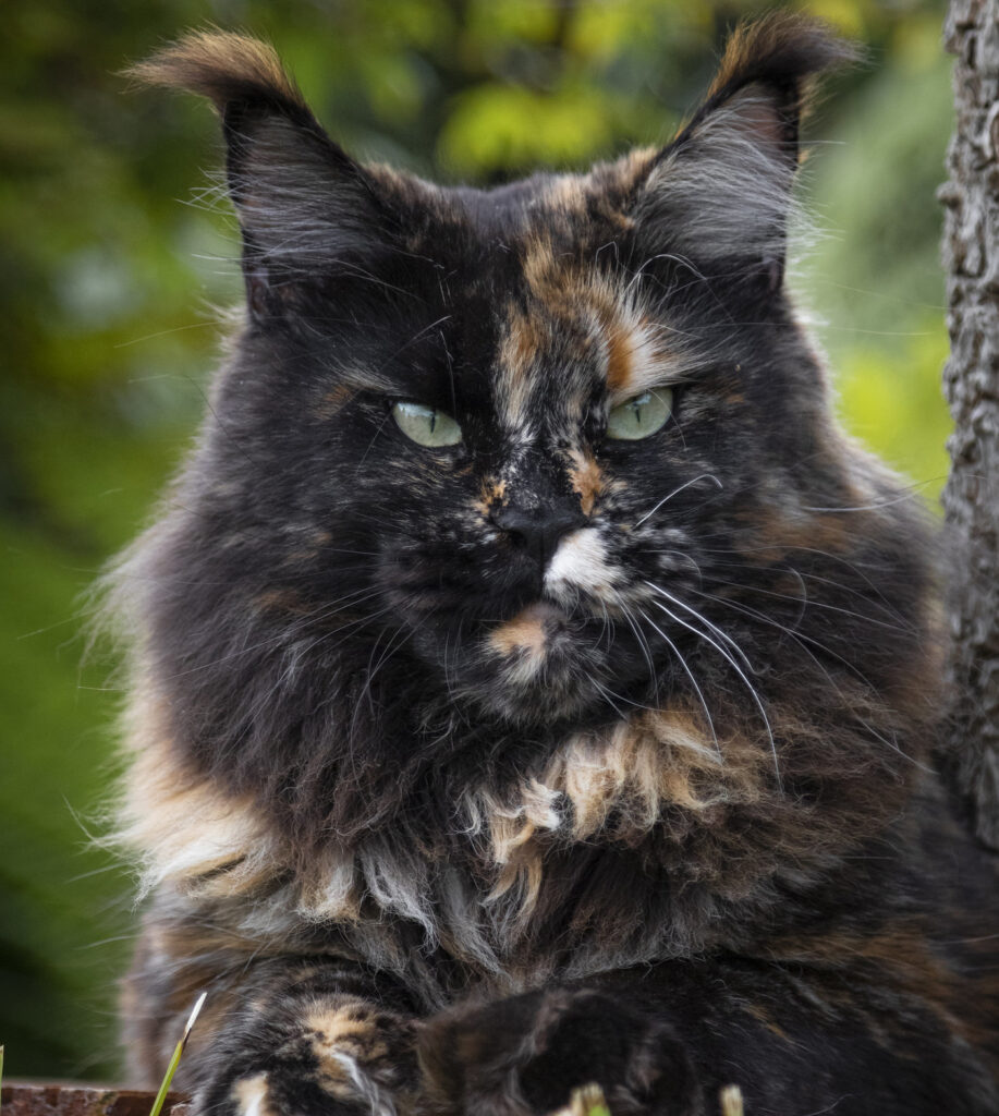 Tortie Maine Coon