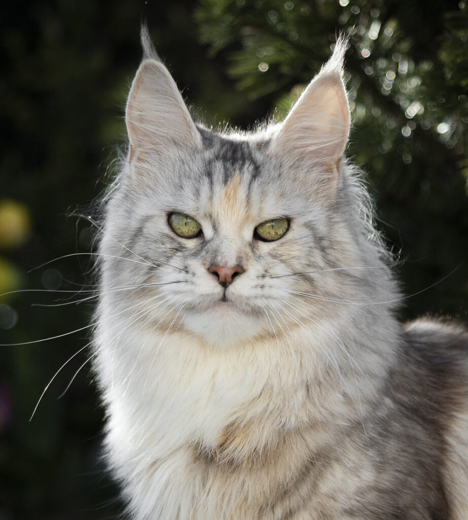 Silver Maine Coon