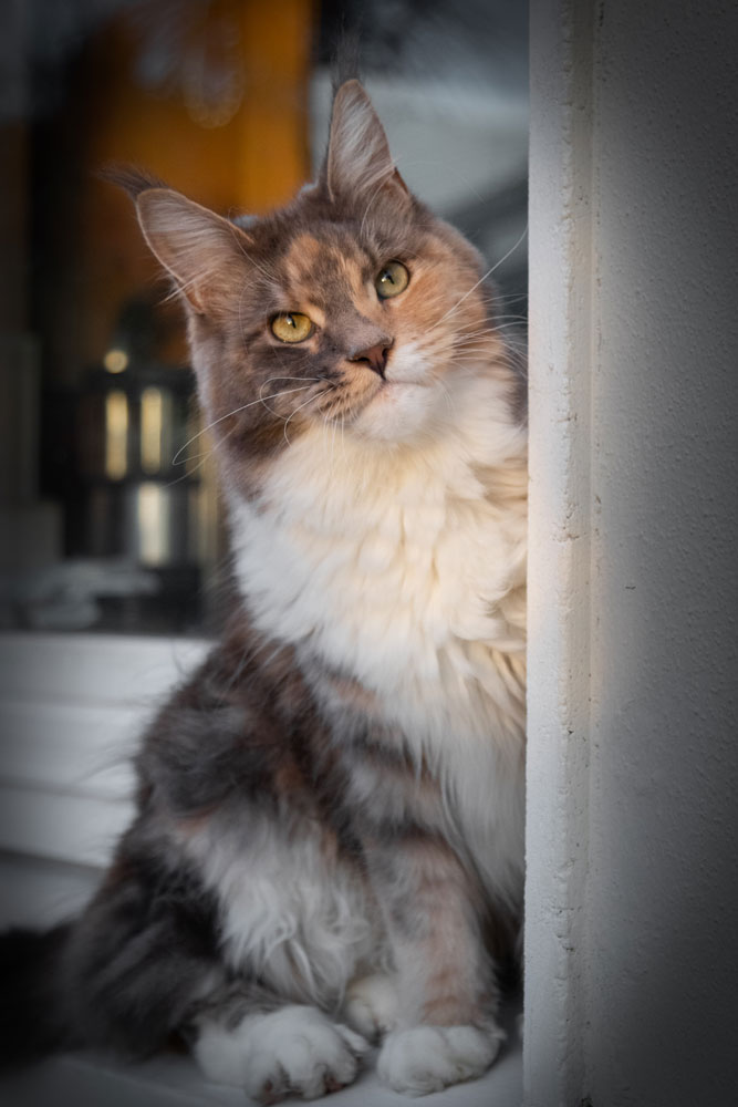 Tesla - blue torbie with white Maine Coon
