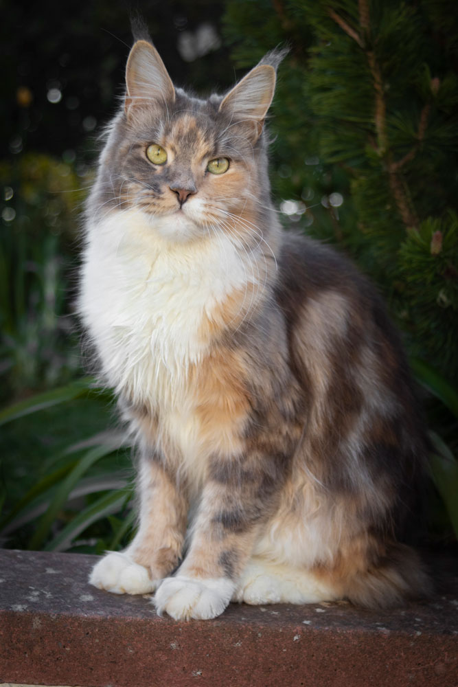 Tesla - blue torbie with white Maine Coon