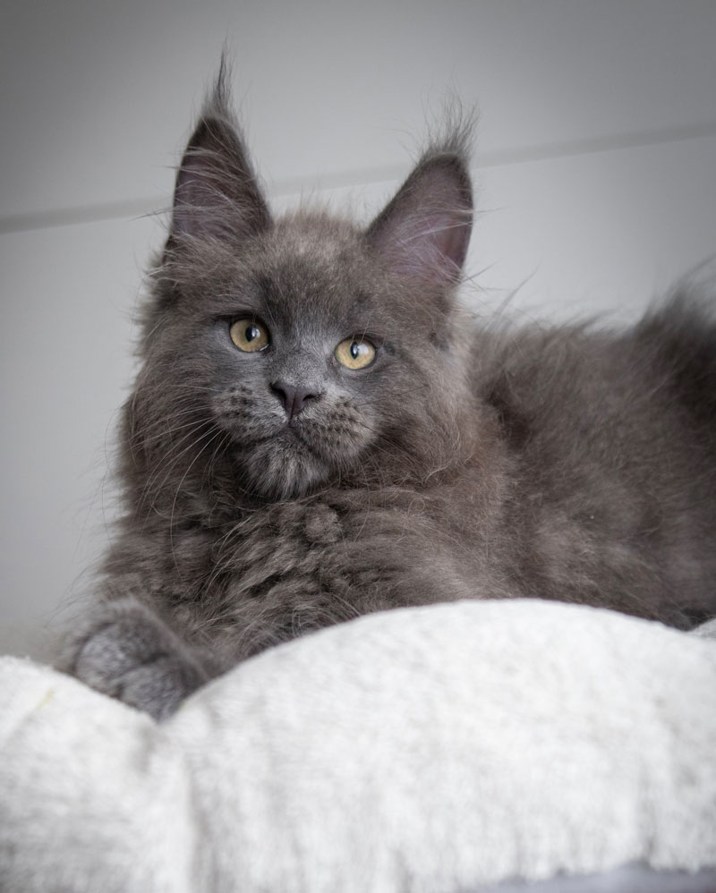 Blue solid Maine Coon