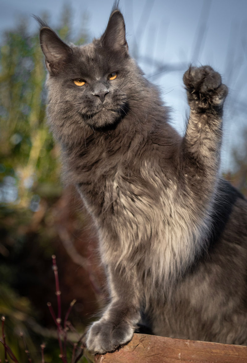 Blue Maine Coon