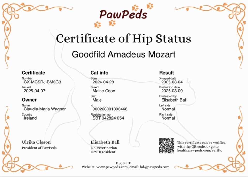 Goodfild Amadeus HD